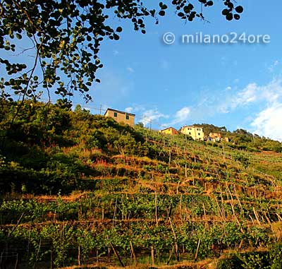 An terrassenf�rmigen Weinhangen wachst der Cinque Terre Wein